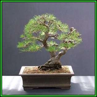 Pinus sylvestris - Scots Pine Bonsai Seeds + FREE Gifts Seeds + Bonsai eBook, NEW