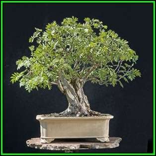 Sorbus aucuparia - Mountain or Rowan Ash Bonsai - 10 Seeds + FREE Gifts Seeds + Bonsai eBook, NEW