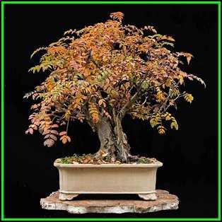 Sorbus aucuparia - Mountain or Rowan Ash Bonsai - 10 Seeds + FREE Gifts Seeds + Bonsai eBook, NEW