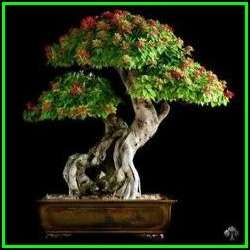 Sorbus aucuparia - Mountain or Rowan Ash Bonsai - 10 Seeds + FREE Gifts Seeds + Bonsai eBook, NEW