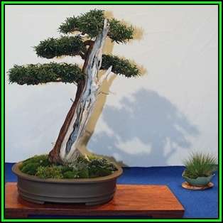 Taxus cuspidata capitata - Japanese Yew Bonsai Seeds + FREE Gifts Seeds + Bonsai eBook, NEW