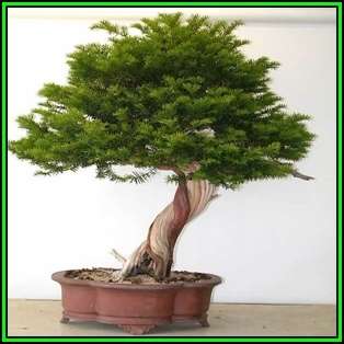 Taxus cuspidata capitata - Japanese Yew Bonsai Seeds + FREE Gifts Seeds + Bonsai eBook, NEW