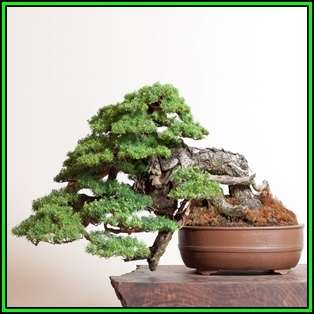 Tsuga mertensiana - Mountain Hemlock Bonsai Seeds + FREE Gifts Seeds + Bonsai eBook NEW