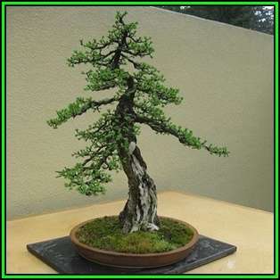 Tsuga mertensiana - Mountain Hemlock Bonsai Seeds + FREE Gifts Seeds + Bonsai eBook NEW