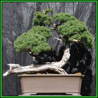 Tsuga mertensiana - Mountain Hemlock Bonsai Seeds + FREE Gifts Seeds + Bonsai eBook NEW