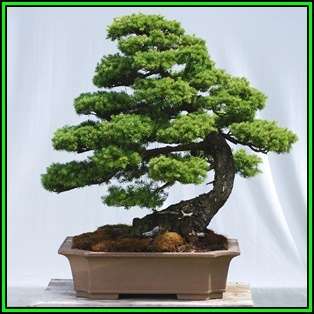 Tsuga mertensiana - Mountain Hemlock Bonsai Seeds + FREE Gifts Seeds + Bonsai eBook NEW