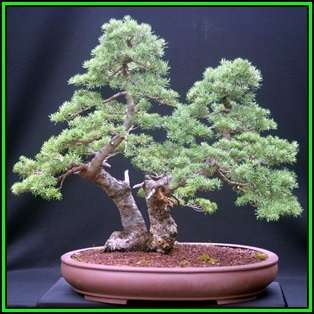 Tsuga mertensiana - Mountain Hemlock Bonsai Seeds + FREE Gifts Seeds + Bonsai eBook NEW