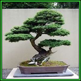 Tsuga mertensiana - Mountain Hemlock Bonsai Seeds + FREE Gifts Seeds + Bonsai eBook NEW