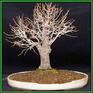 Zelkova serrata - Japanese Zelkova Bonsai Seeds + FREE Gifts Seeds + Bonsai eBook NEW