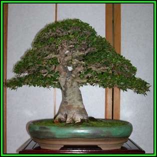 Zelkova serrata - Japanese Zelkova Bonsai Seeds + FREE Gifts Seeds + Bonsai eBook NEW