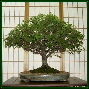 Zelkova serrata - Japanese Zelkova Bonsai Seeds + FREE Gifts Seeds + Bonsai eBook NEW