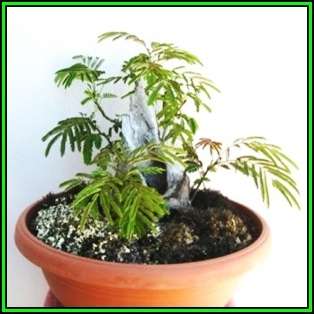 Albizia julibrissin - Persian Silk Bonsai Seeds + FREE Gifts Seeds + Bonsai eBook, NEW