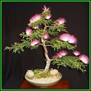 Albizia julibrissin - Persian Silk Bonsai Seeds + FREE Gifts Seeds + Bonsai eBook, NEW
