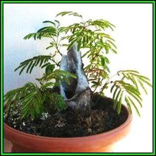 Albizia julibrissin - Persian Silk Bonsai Seeds + FREE Gifts Seeds + Bonsai eBook, NEW