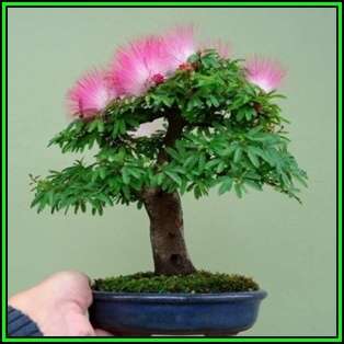 Albizia julibrissin - Persian Silk Bonsai Seeds + FREE Gifts Seeds + Bonsai eBook, NEW