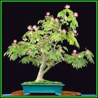 Albizia julibrissin - Persian Silk Bonsai Seeds + FREE Gifts Seeds + Bonsai eBook, NEW