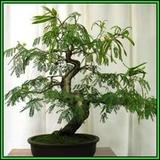 Albizia julibrissin - Persian Silk Bonsai Seeds + FREE Gifts Seeds + Bonsai eBook, NEW
