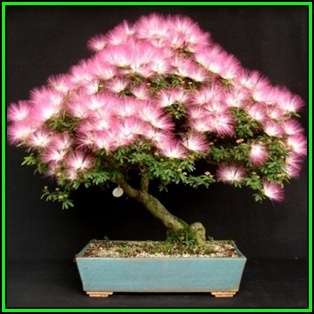 Albizia julibrissin - Persian Silk Bonsai Seeds + FREE Gifts Seeds + Bonsai eBook, NEW