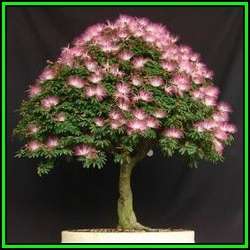 Albizia julibrissin - Persian Silk Bonsai Seeds + FREE Gifts Seeds + Bonsai eBook, NEW