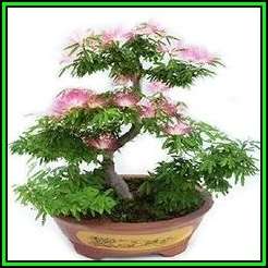 Albizia julibrissin - Persian Silk Bonsai Seeds + FREE Gifts Seeds + Bonsai eBook, NEW