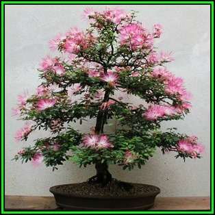 Albizia julibrissin - Persian Silk Bonsai Seeds + FREE Gifts Seeds + Bonsai eBook, NEW