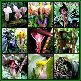 Arisaema Species Mixed Seeds - Exotic Perennial Bulb - Combined Flat Ship Rate - New