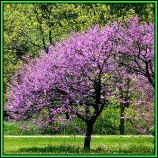 Cercis canadensis - 10 Seeds - Eastern Redbud, Judas Tree, American Redbud Shrub, NEW