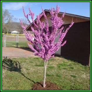 Cercis canadensis - 10 Seeds - Eastern Redbud, Judas Tree, American Redbud Shrub, NEW