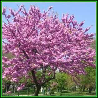 Cercis canadensis - 10 Seeds - Eastern Redbud, Judas Tree, American Redbud Shrub, NEW