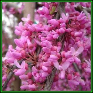 Cercis canadensis - 10 Seeds - Eastern Redbud, Judas Tree, American Redbud Shrub, NEW