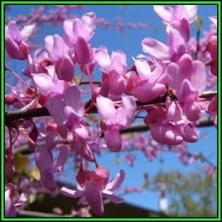 Cercis canadensis - 10 Seeds - Eastern Redbud, Judas Tree, American Redbud Shrub, NEW