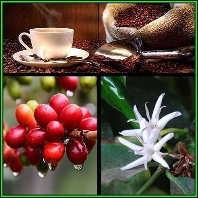 Grow your own Coffee Beans! - Coffea catura arabica Seeds - Cafe Catura Tree or Shrub, NEW