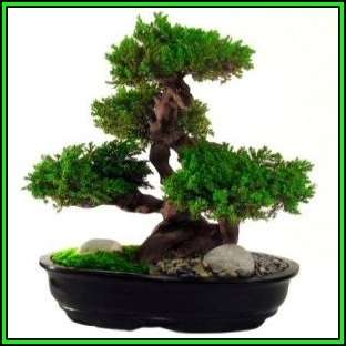 Cupressus macrocarpa - Monterey Cypress Bonsai Seeds + FREE Gifts Seeds + Bonsai eBook, NEW