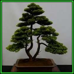 Cupressus macrocarpa - Monterey Cypress Bonsai Seeds + FREE Gifts Seeds + Bonsai eBook, NEW