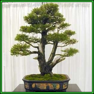 Cupressus macrocarpa - Monterey Cypress Bonsai Seeds + FREE Gifts Seeds + Bonsai eBook, NEW
