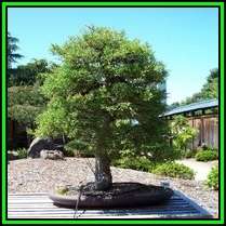 Cupressus macrocarpa - Monterey Cypress Bonsai Seeds + FREE Gifts Seeds + Bonsai eBook, NEW