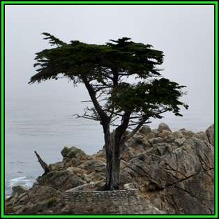 Cupressus macrocarpa - 10 Seeds - Monterey Cypress Tree or Shrub, NEW