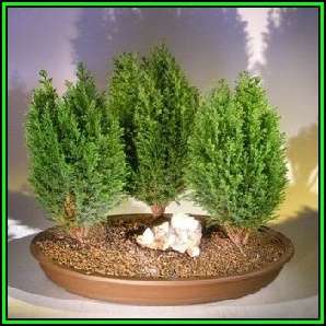 Cupressus sempervirens - Italian Cypress Bonsai - 10 Seeds + FREE Gifts Seeds + Bonsai eBook, NEW