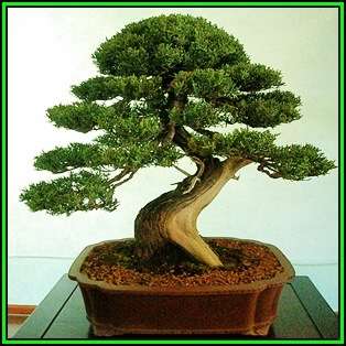 Cupressus sempervirens - Italian Cypress Bonsai - 10 Seeds + FREE Gifts Seeds + Bonsai eBook, NEW