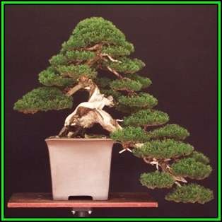 Cupressus sempervirens - Italian Cypress Bonsai - 10 Seeds + FREE Gifts Seeds + Bonsai eBook, NEW