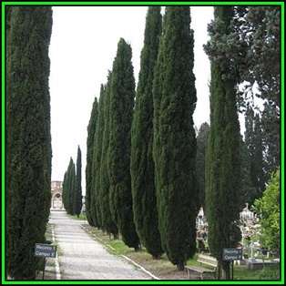Cupressus sempervirens Seeds - Italian Cypress Tree or Shrub, NEW