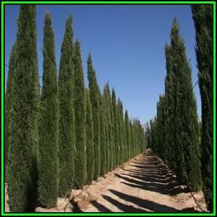 Cupressus sempervirens Seeds - Italian Cypress Tree or Shrub, NEW