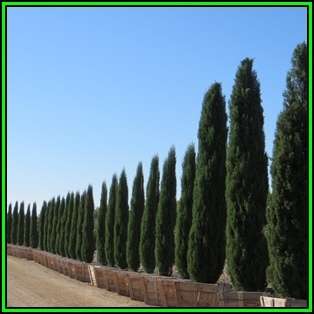 Cupressus sempervirens Seeds - Italian Cypress Tree or Shrub, NEW