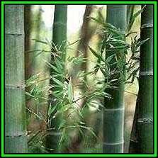 Dendrocalamus strictus Seeds - Male Bamboo - NEW