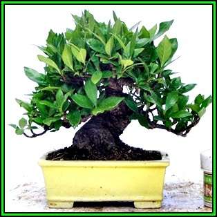 Gardenia jasminoides - Cape Jasmine Bonsai - 10 Seeds + FREE Gifts Seeds + Bonsai eBook, NEW