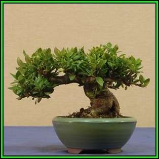 Gardenia jasminoides - Cape Jasmine Bonsai - 10 Seeds + FREE Gifts Seeds + Bonsai eBook, NEW