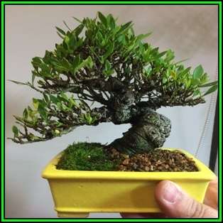 Gardenia jasminoides - Cape Jasmine Bonsai - 10 Seeds + FREE Gifts Seeds + Bonsai eBook, NEW