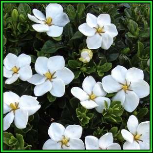 Gardenia jasminoides - 10 Seeds - Cape Jasmine Tree or Shrub, NEW