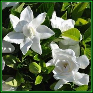 Gardenia jasminoides - 10 Seeds - Cape Jasmine Tree or Shrub, NEW