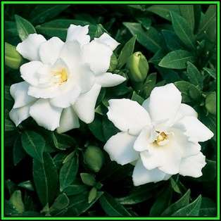 Gardenia jasminoides - 10 Seeds - Cape Jasmine Tree or Shrub, NEW